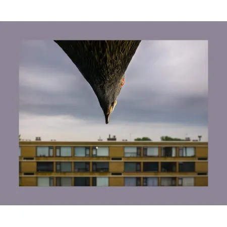 SUPER-VARIO-ELMAR-SL 16-35 f/3.5-4.5 ASPH., black anodized finish